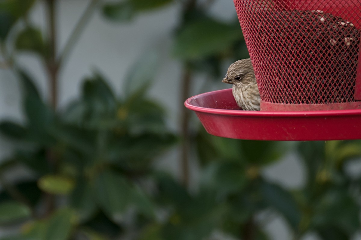 House Finch - ML646705413