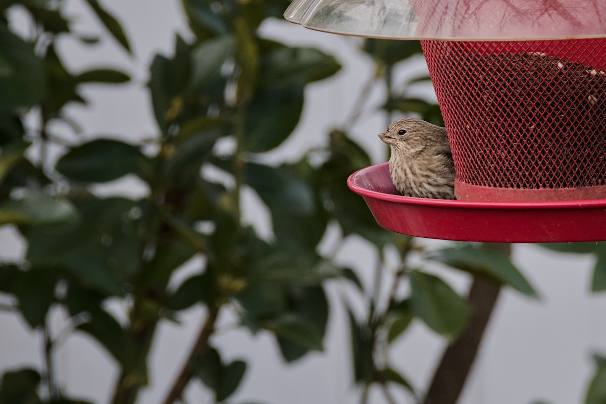 House Finch - ML646705414