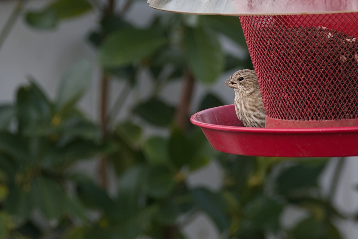 House Finch - ML646705415