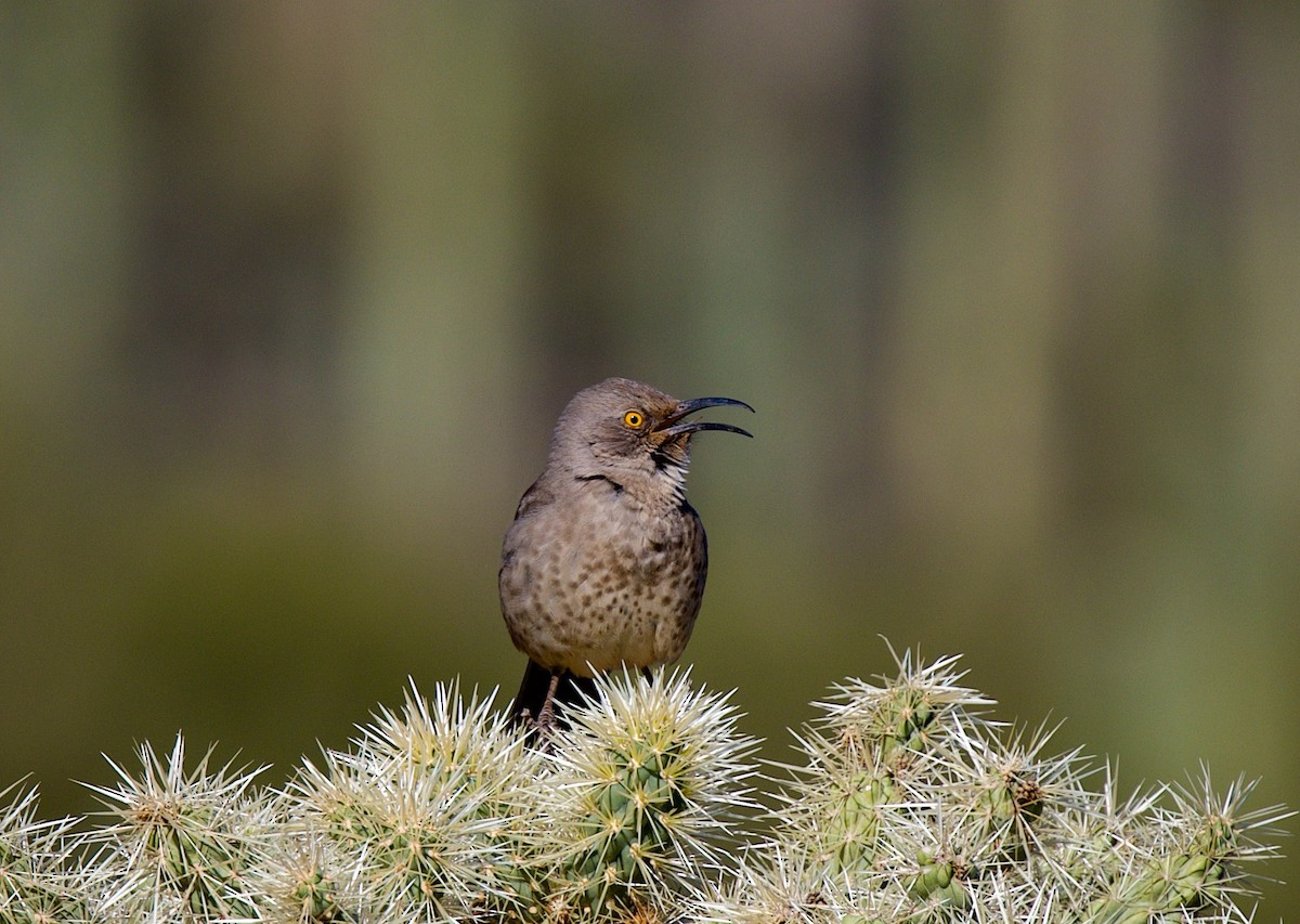 Curve-billed Thrasher - ML646705418
