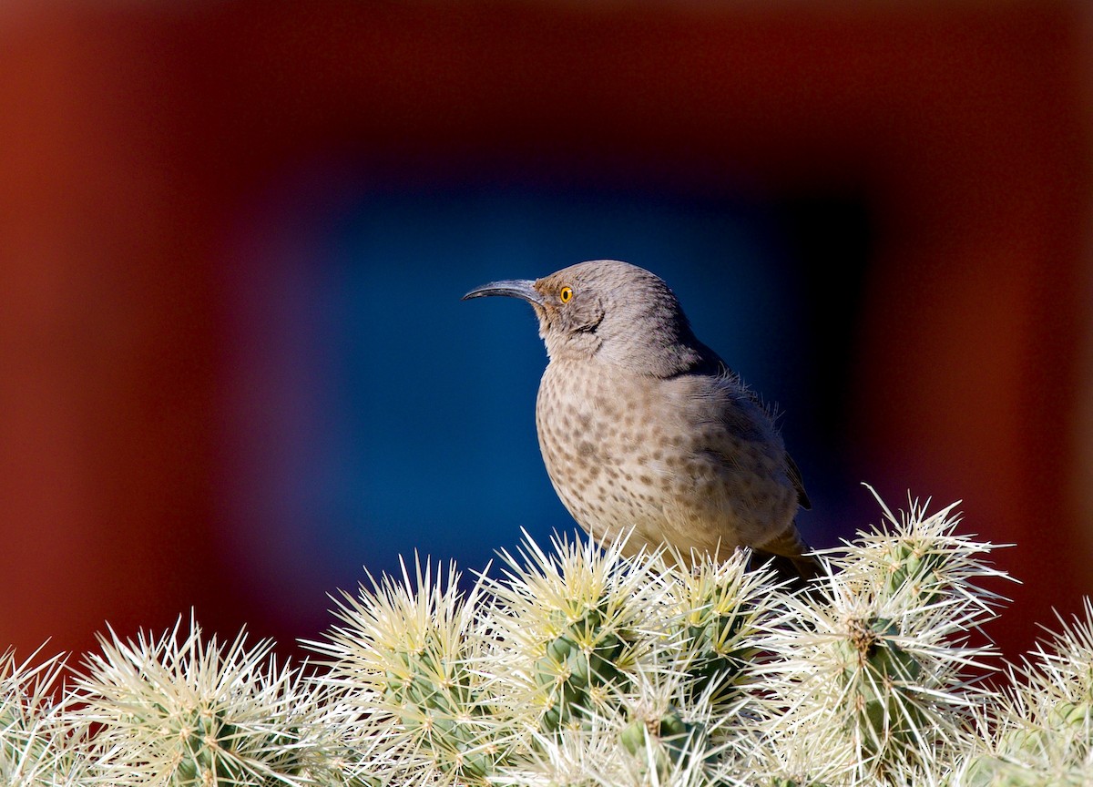 Curve-billed Thrasher - ML646705419