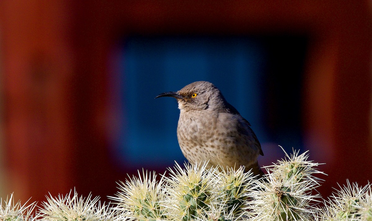 Curve-billed Thrasher - ML646705420