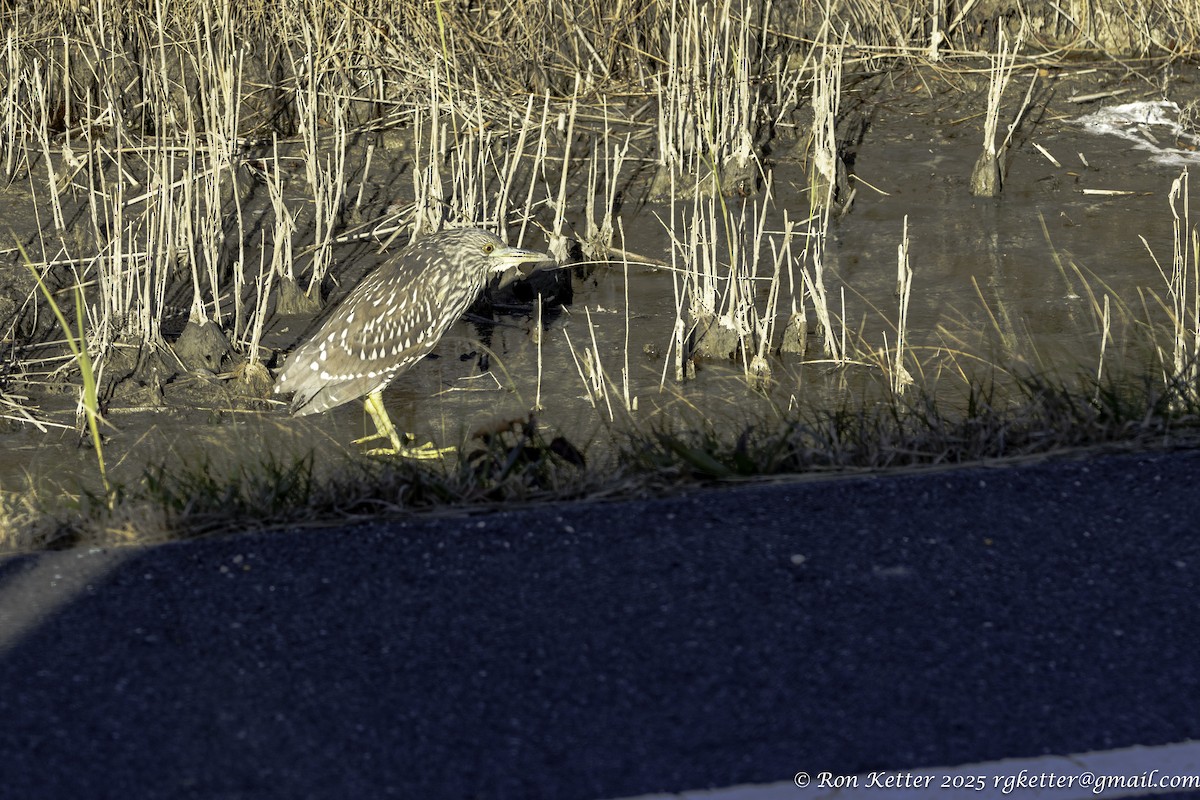 kvakoš noční - ML646705423