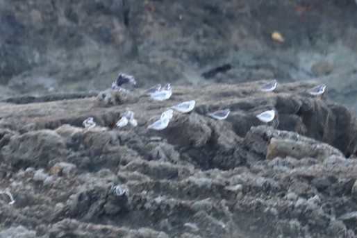 Semipalmated Plover - ML646705424