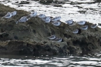 Semipalmated Plover - ML646705425