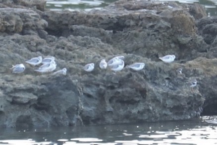 Sanderling - ML646705426