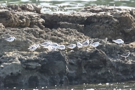 Sanderling - ML646705427