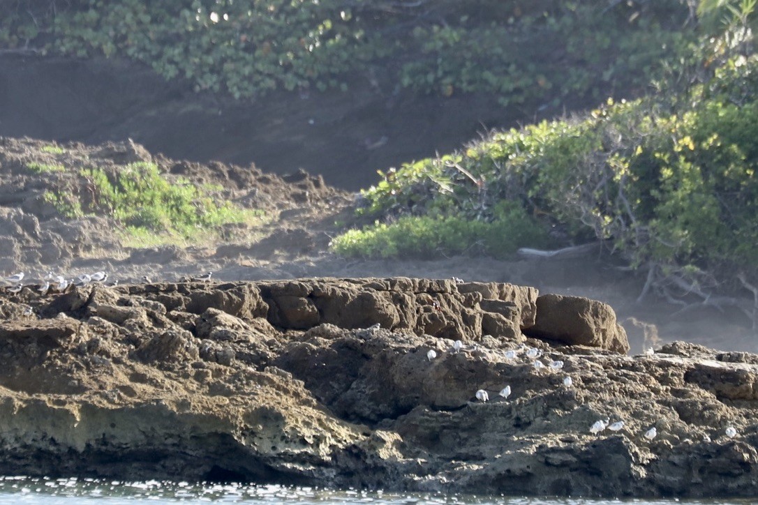 Killdeer - ML646705428