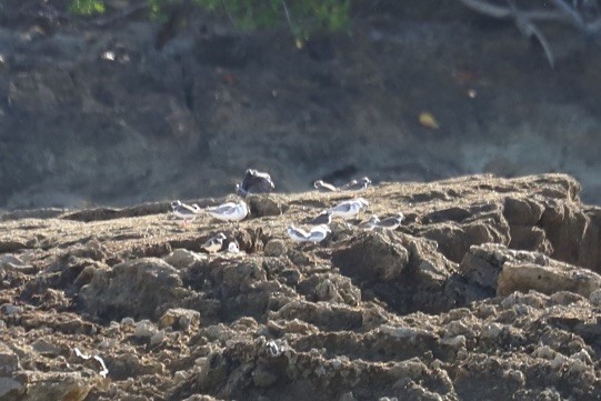 Semipalmated Plover - ML646705429