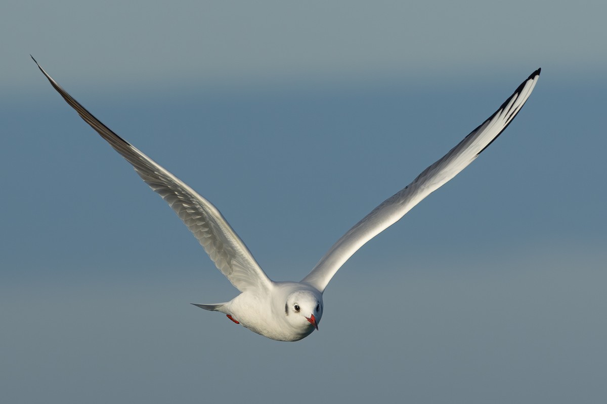 racek chechtavý - ML646705430