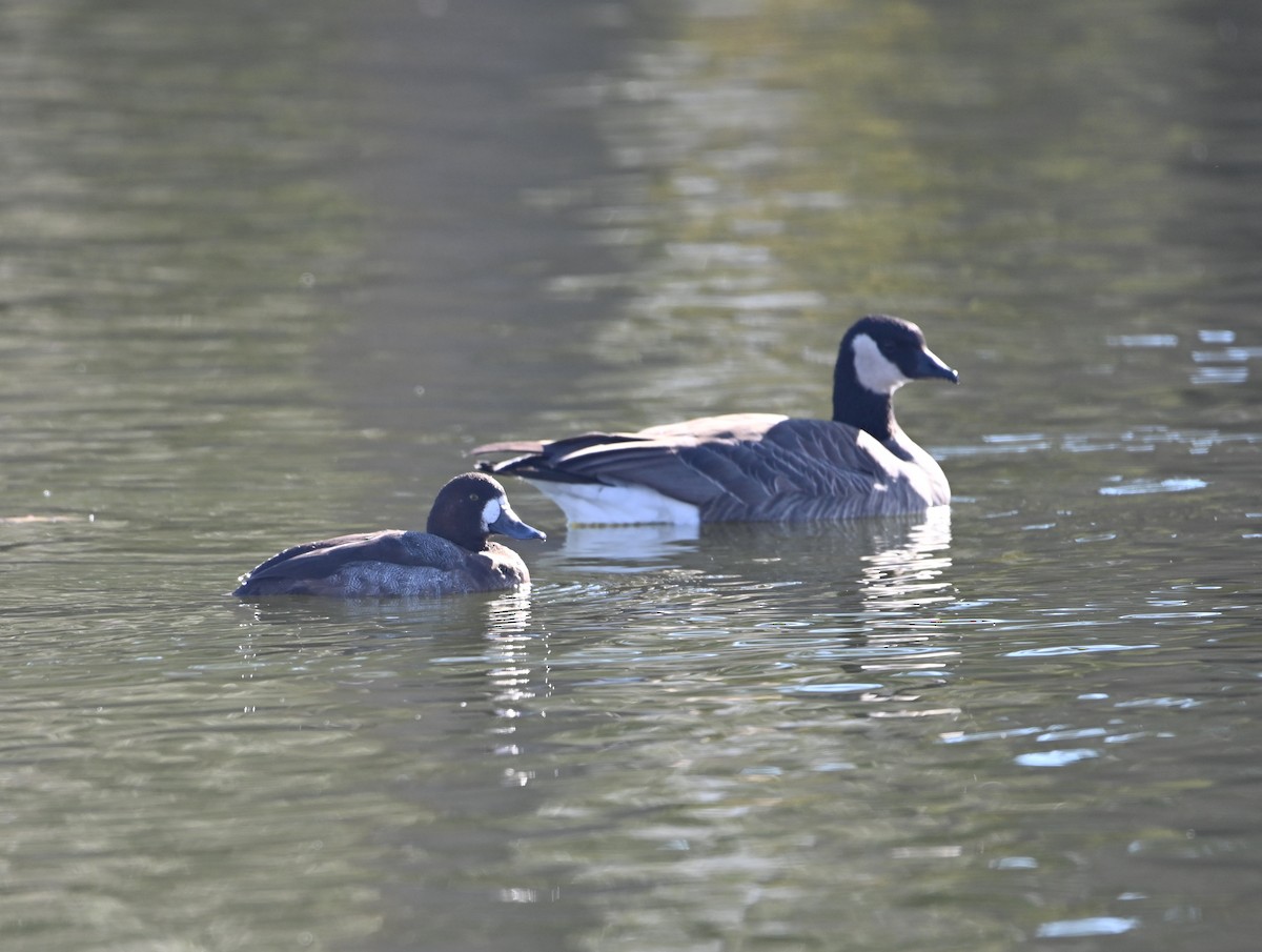 スズガモ - ML646705431