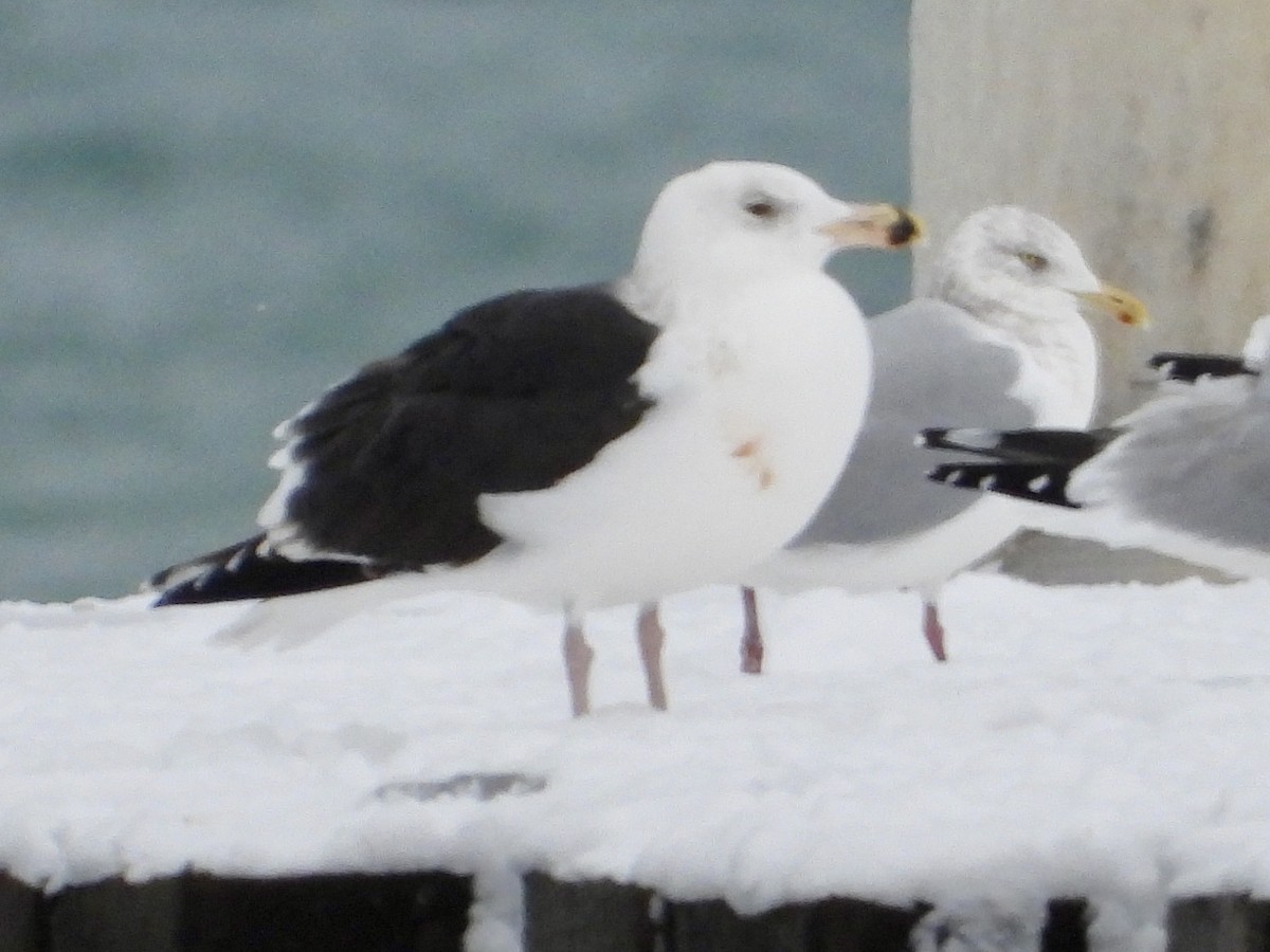 Great Black-backed Gull - ML646705432