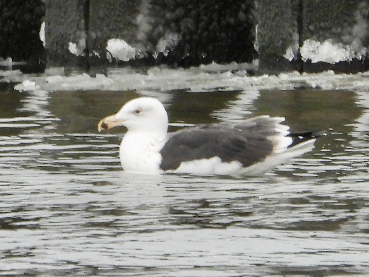 Great Black-backed Gull - ML646705433