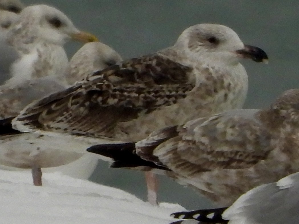 Great Black-backed Gull - ML646705435