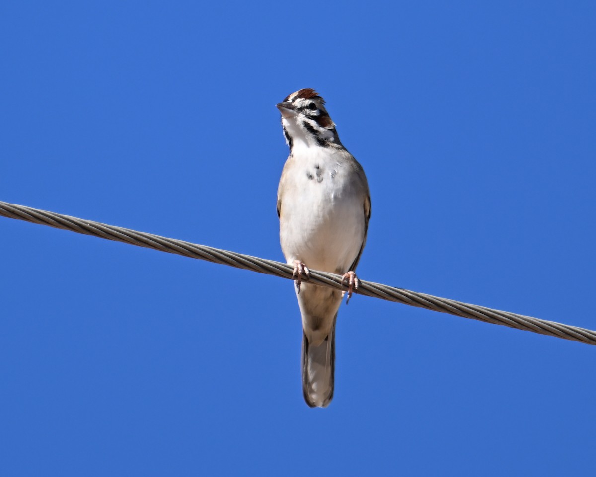Lark Sparrow - ML646705436