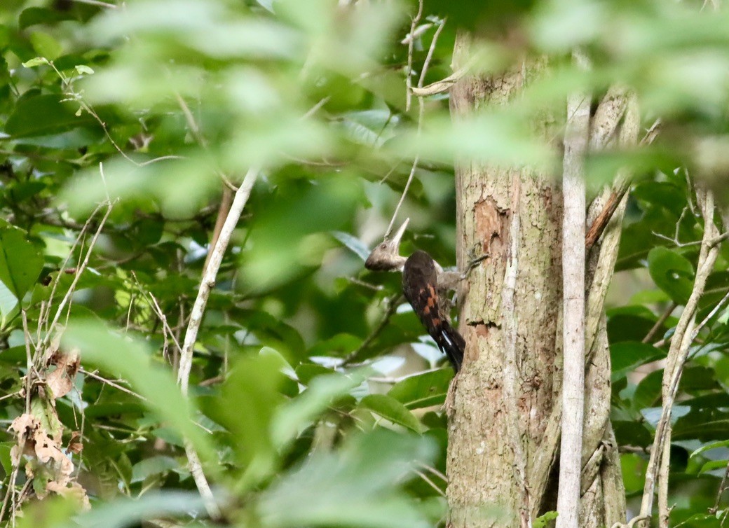 Orange-backed Woodpecker - ML646705437