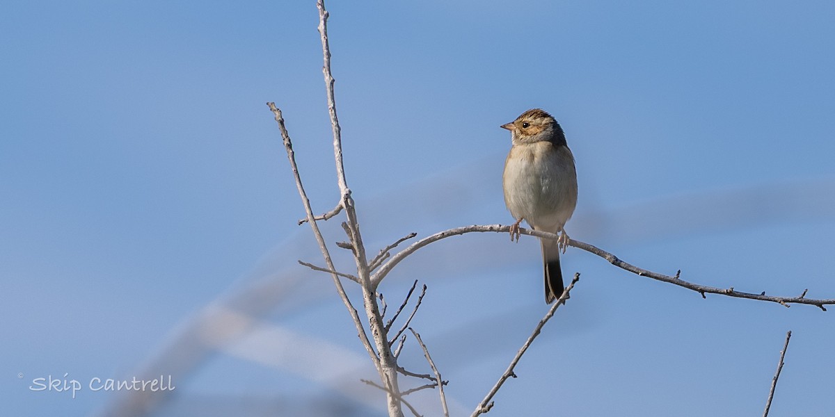 Clay-colored Sparrow - ML646705438