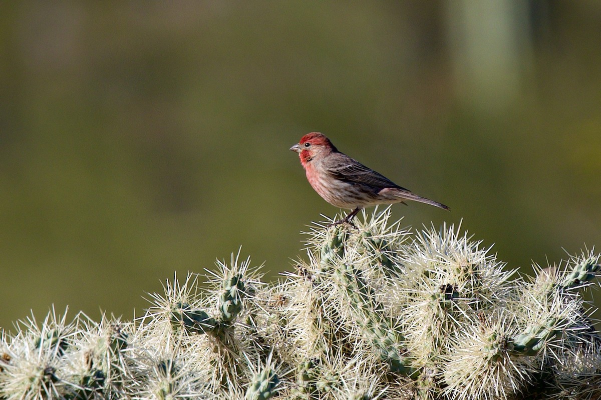 House Finch - ML646705440