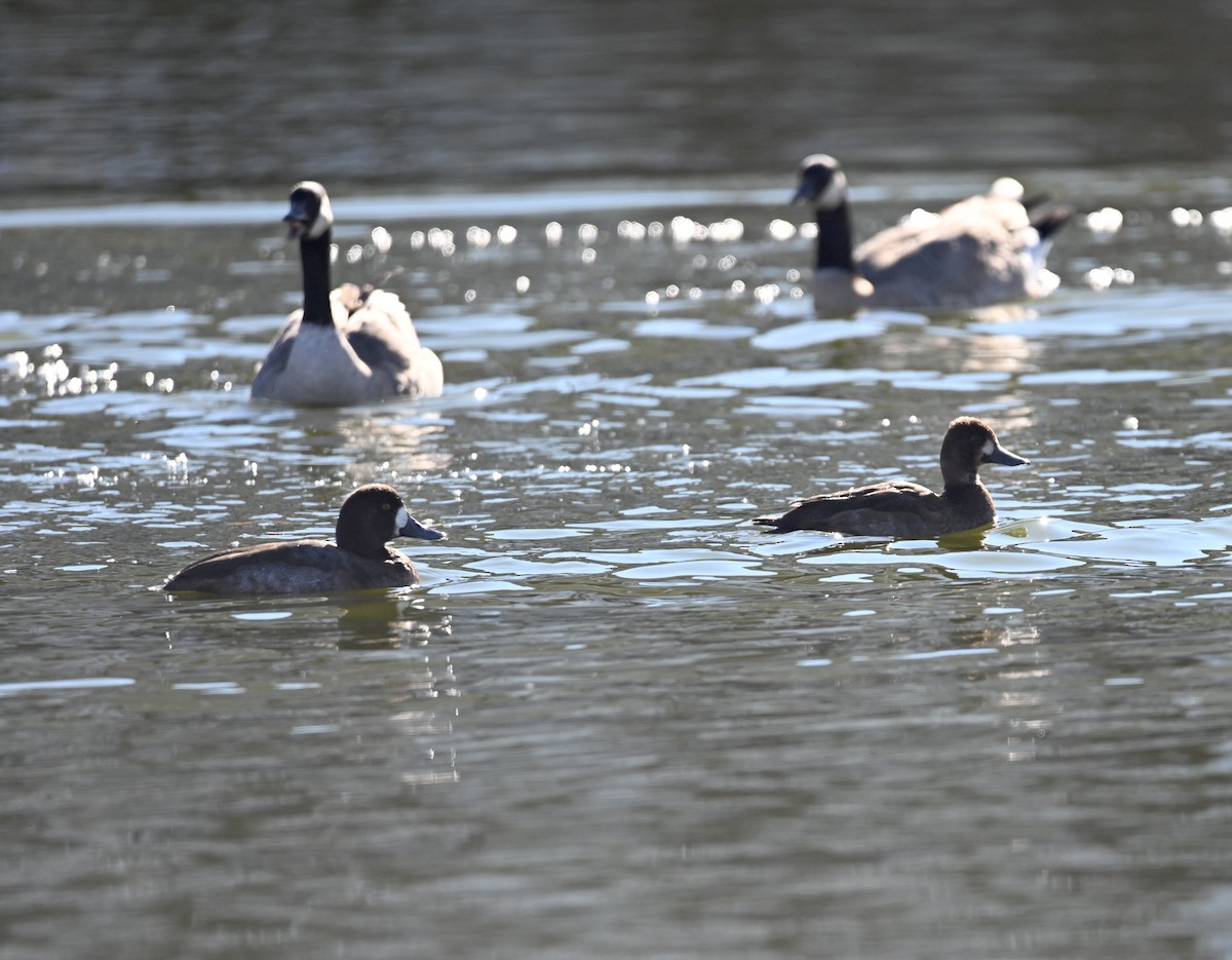 スズガモ - ML646705444