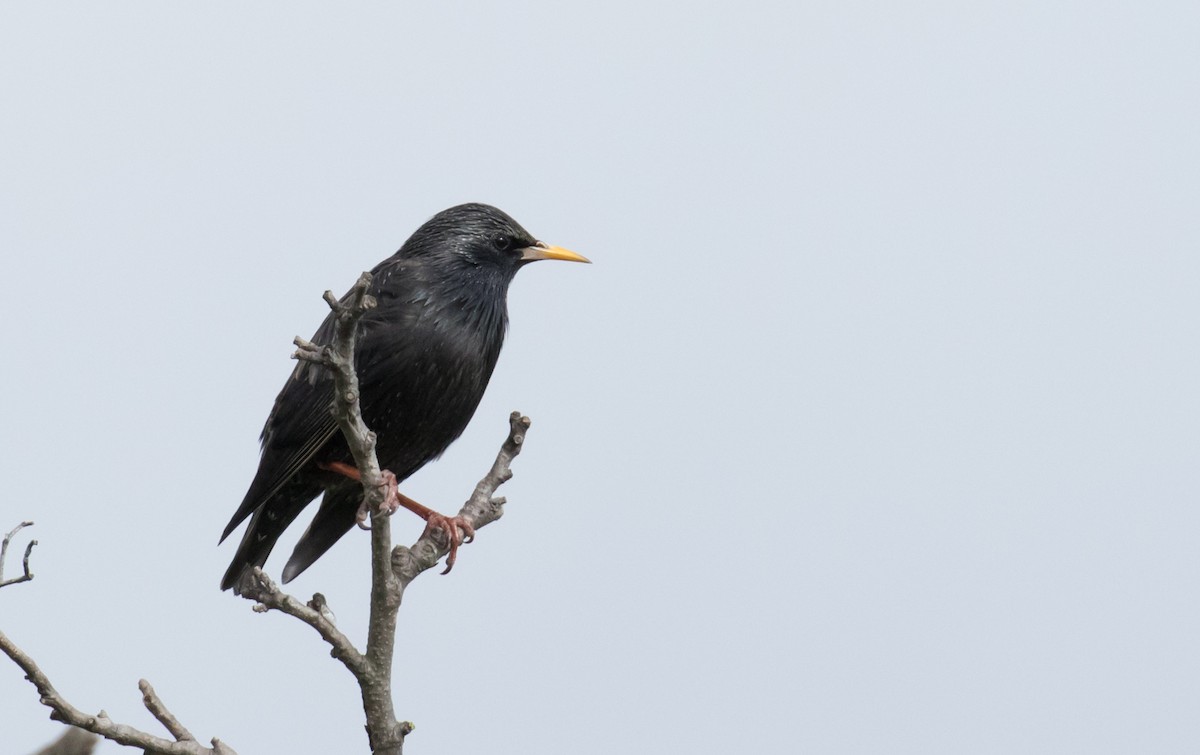 Spotless Starling - ML646705445