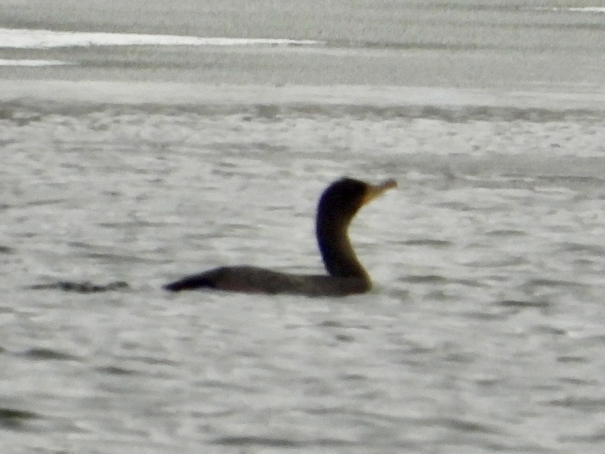 Ubarroi belarriduna - ML646705446