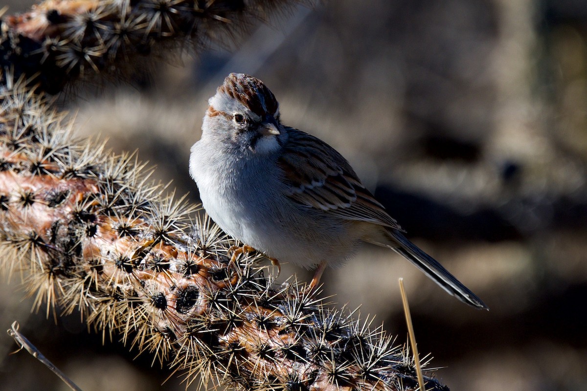 Rufous-winged Sparrow - ML646705448
