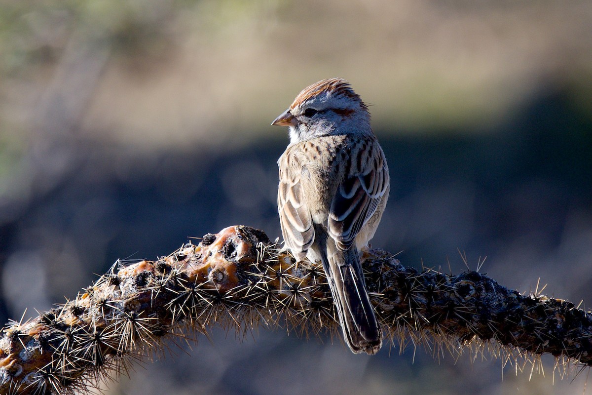 Rufous-winged Sparrow - ML646705449