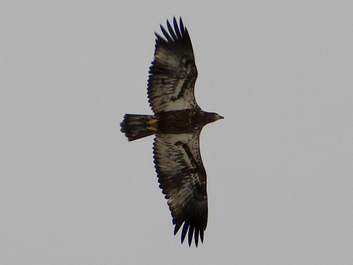 Itsas arrano buruzuria - ML646705452