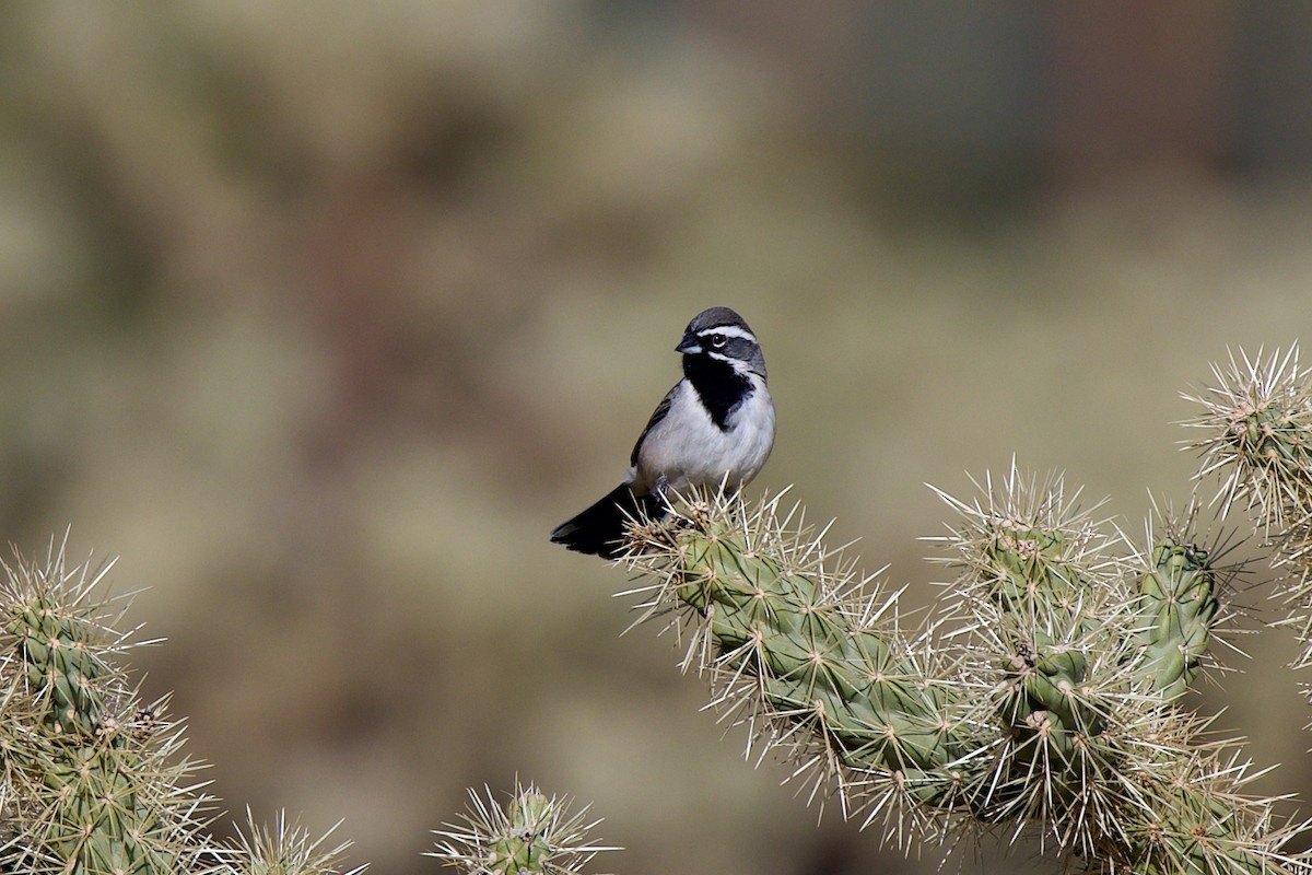 Black-throated Sparrow - ML646705454