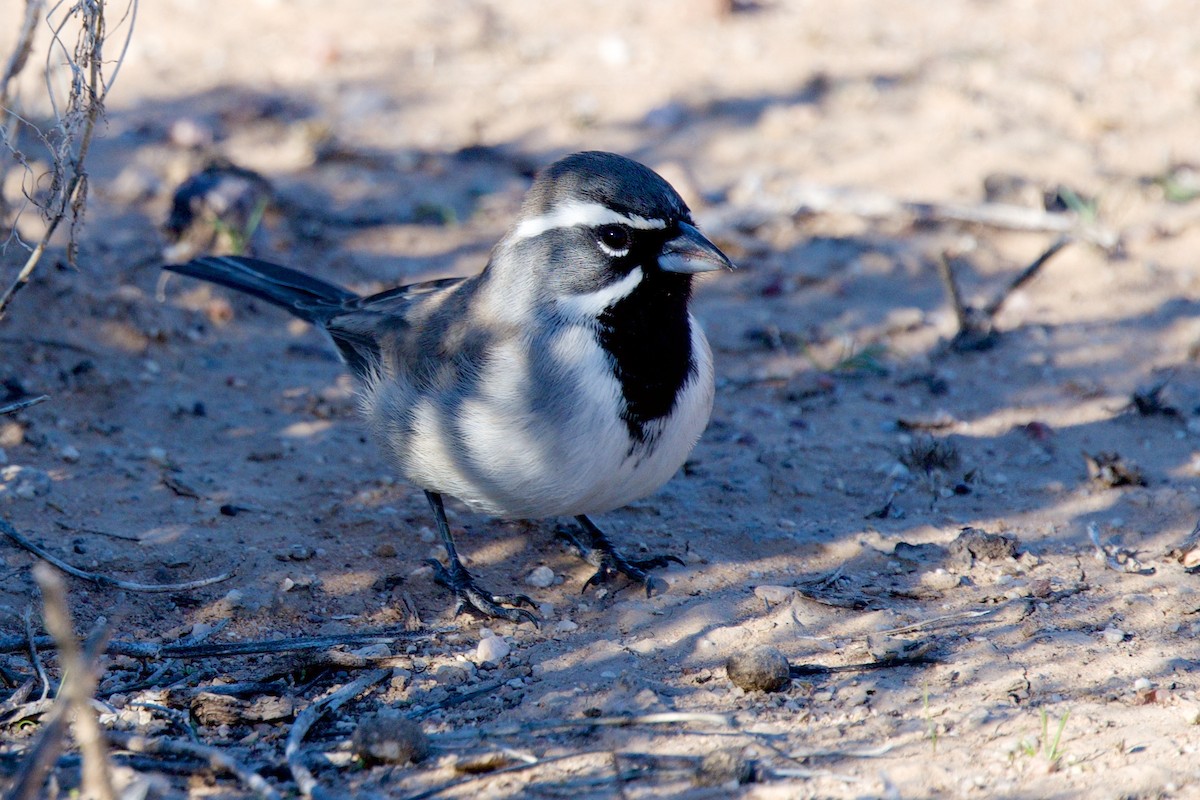 Black-throated Sparrow - ML646705455