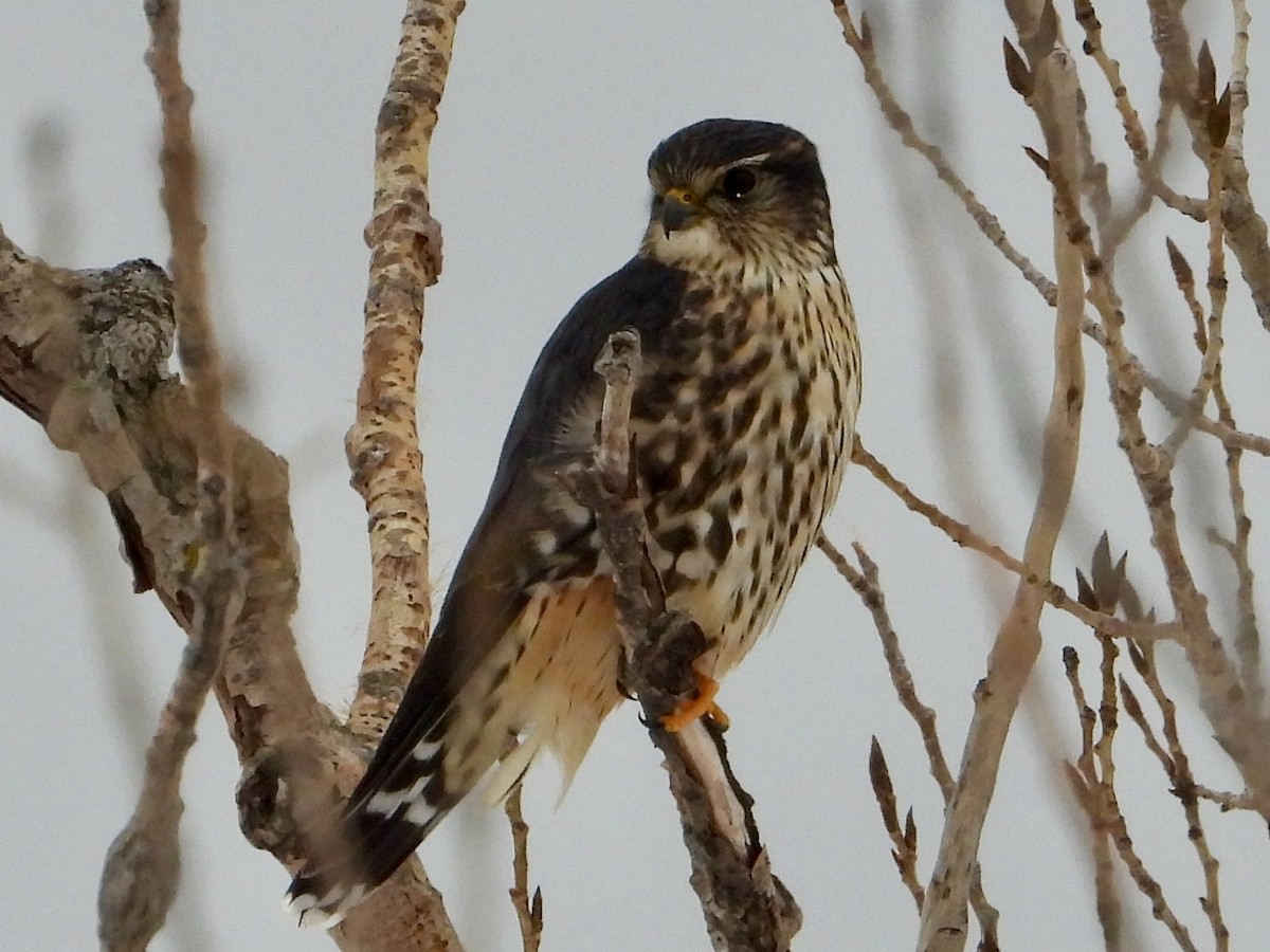 Belatz txikia - ML646705456