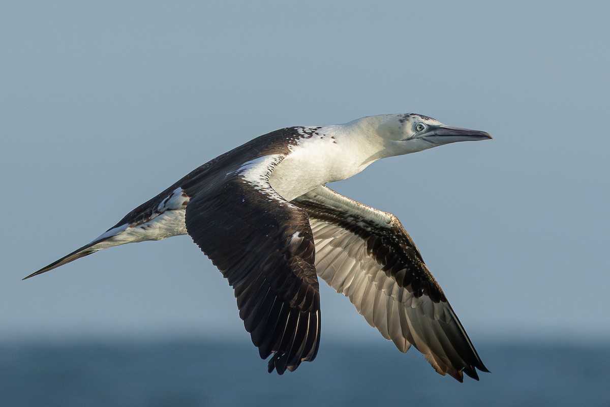 terej bílý - ML646705457