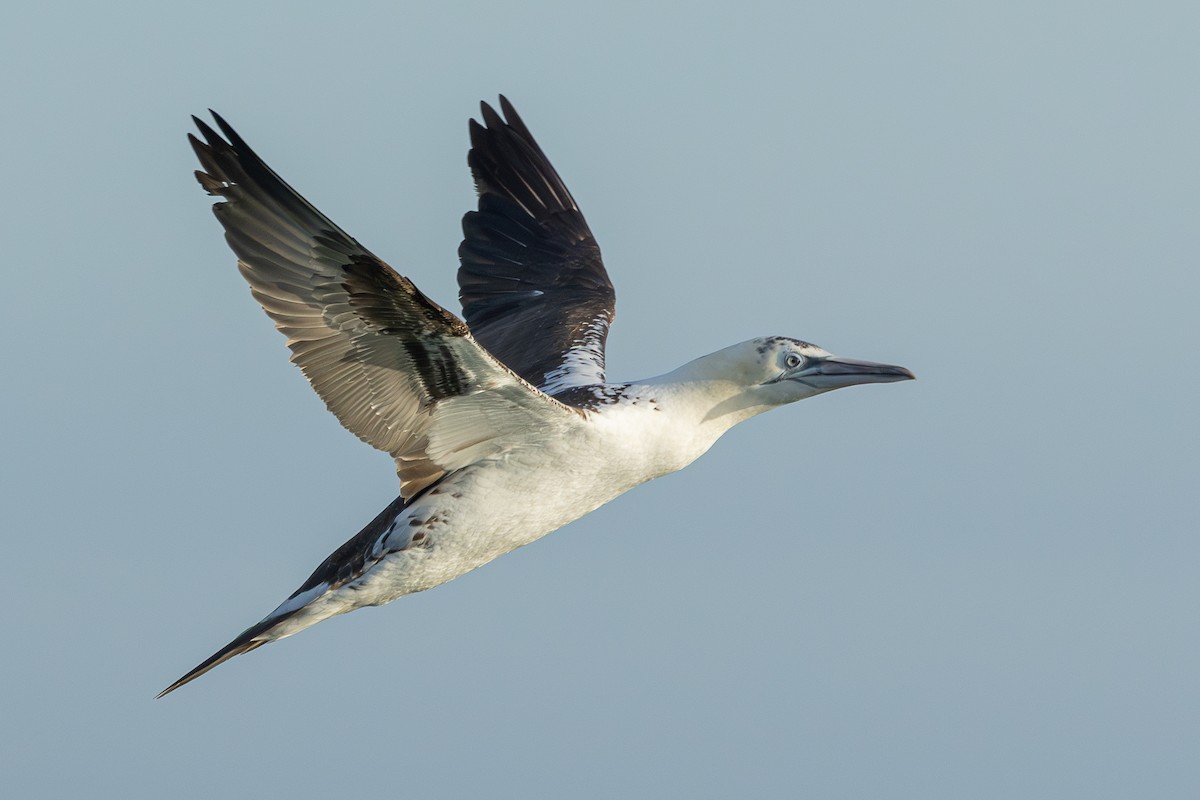 terej bílý - ML646705458