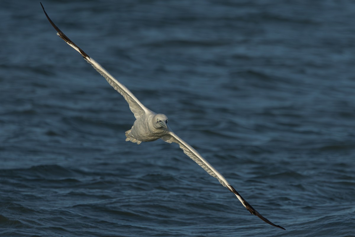 terej bílý - ML646705459