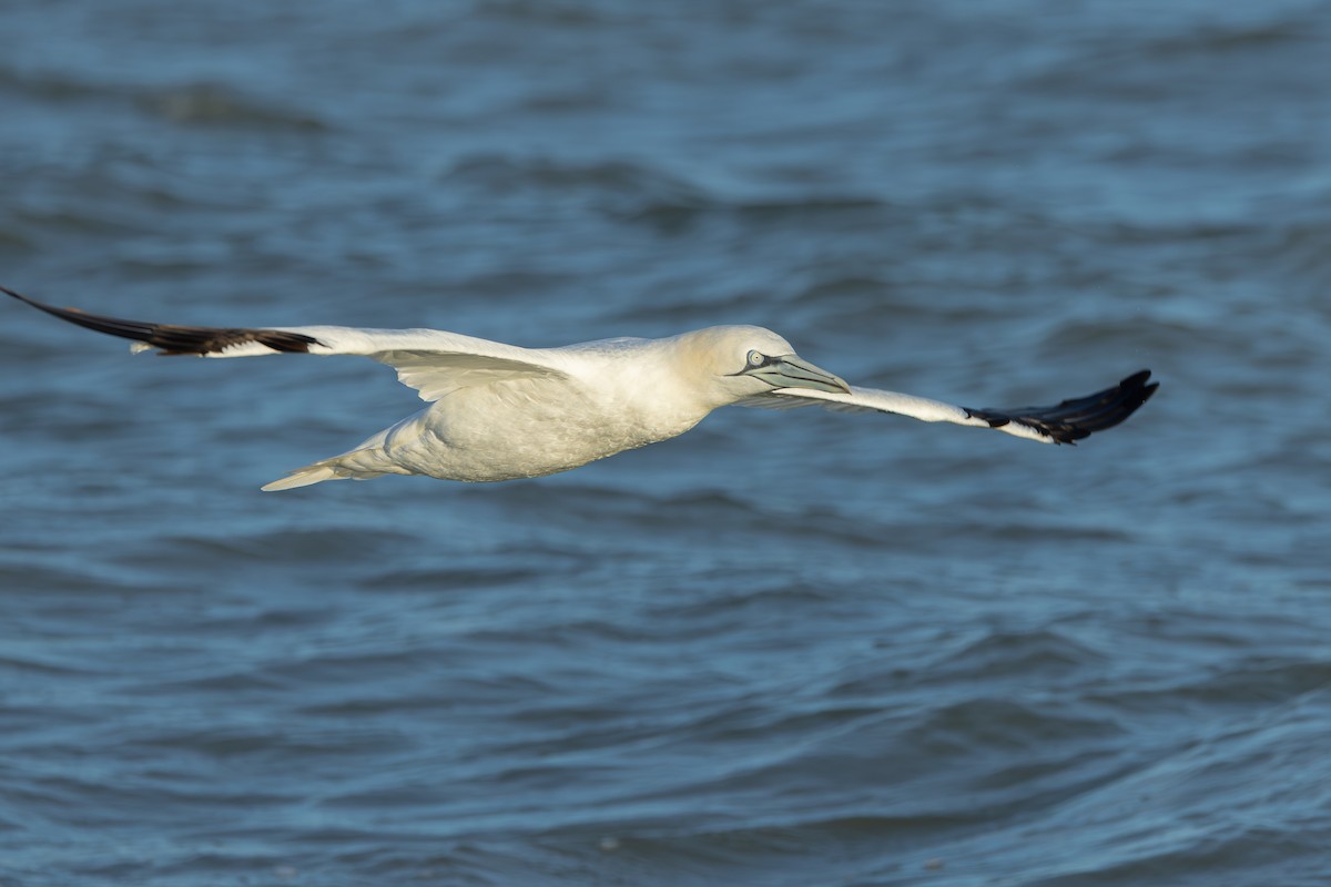 terej bílý - ML646705460