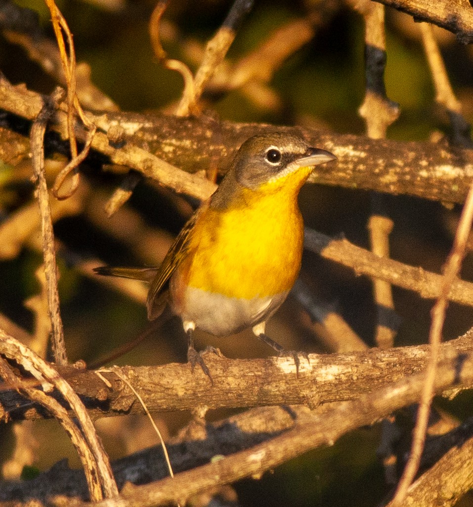 Ictérie polyglotte - ML646705463