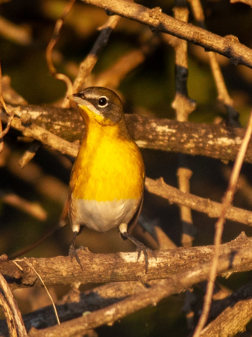 Ictérie polyglotte - ML646705464