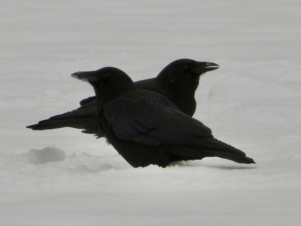 American Crow - ML646705465