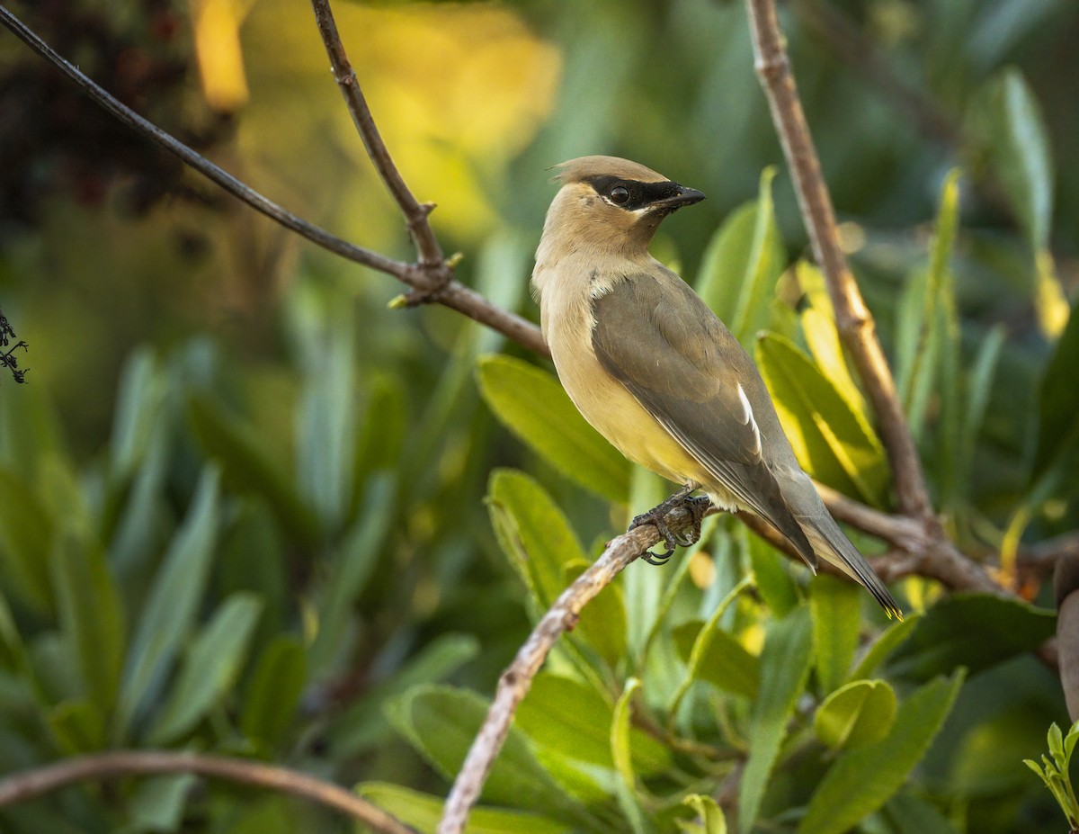 Кедровый свиристель - ML646705466