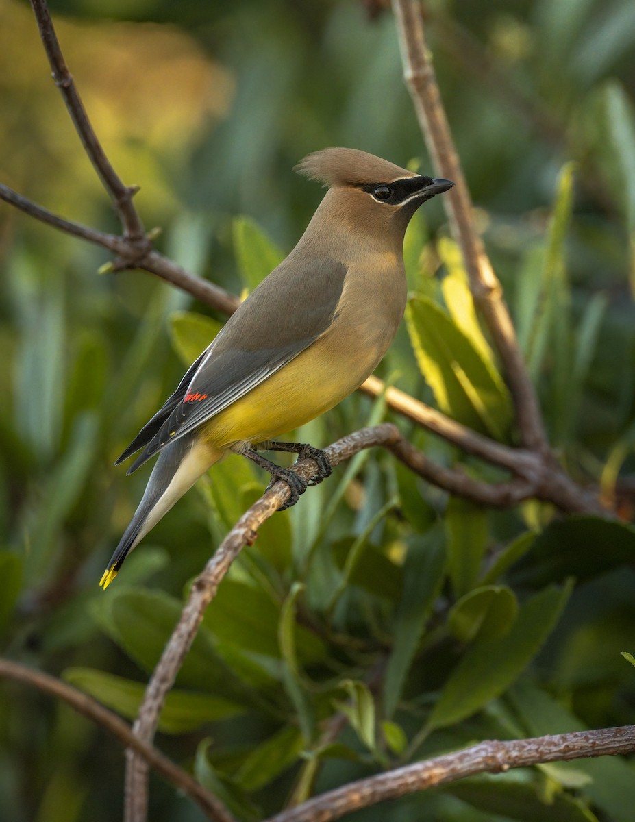 Кедровый свиристель - ML646705467