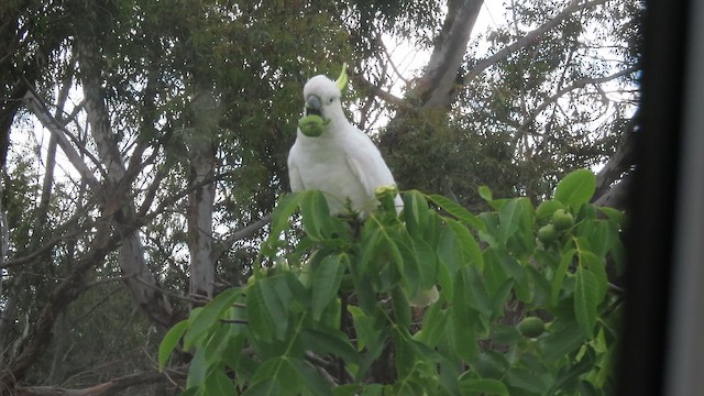 Sulphur-crested Cockatoo - ML646705469