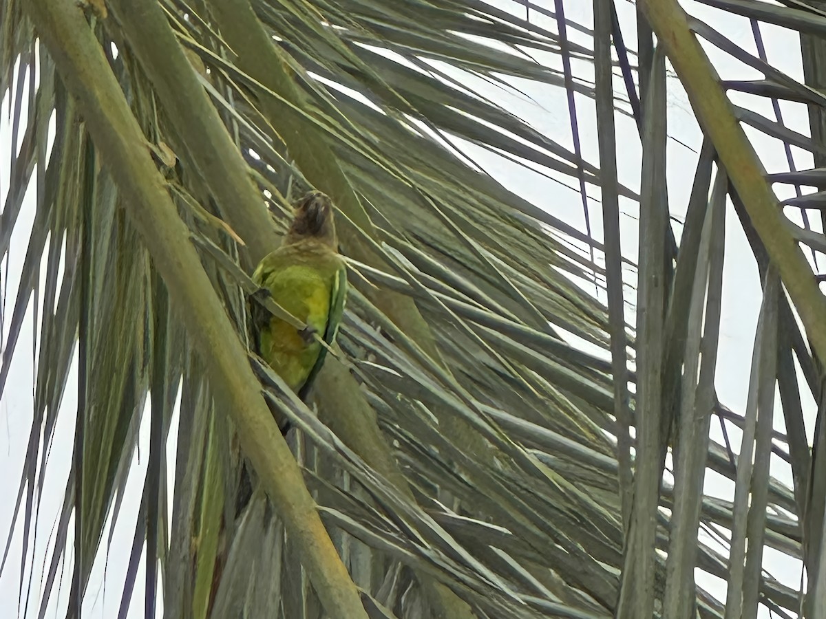 チャノドインコ - ML646705470