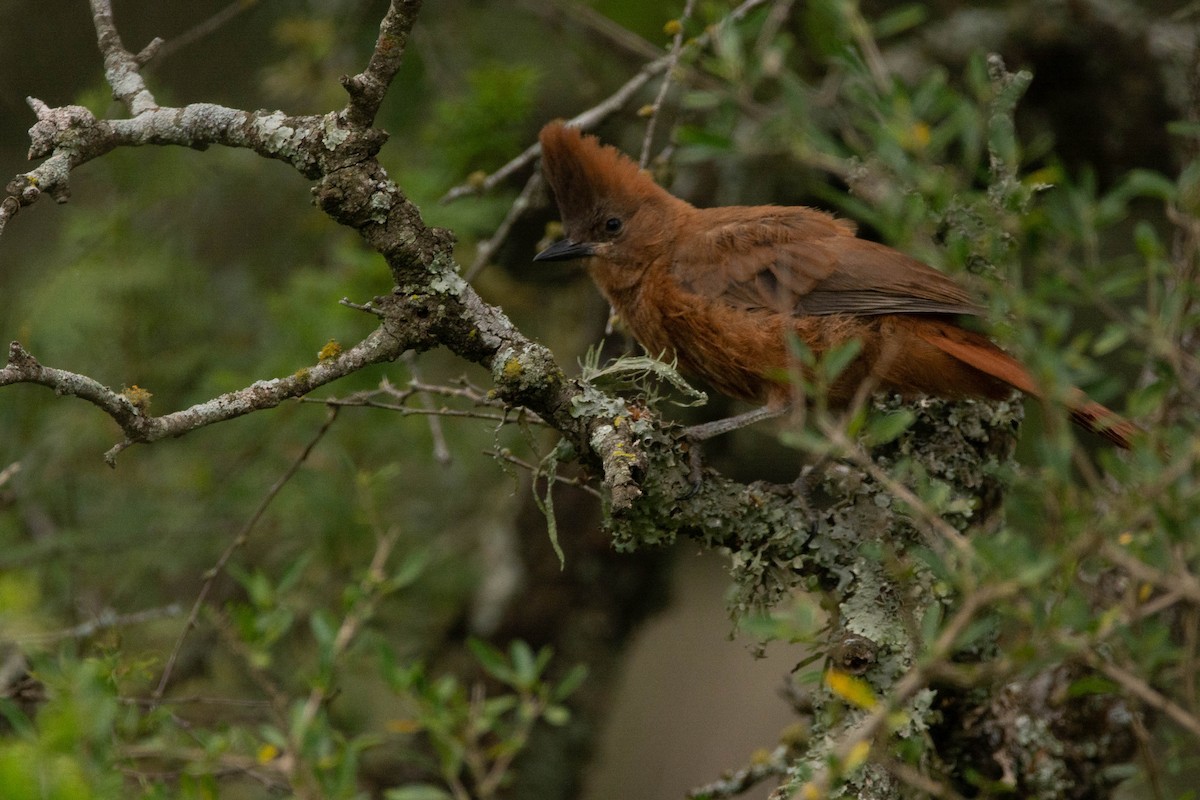 Бурая качолота - ML646705471