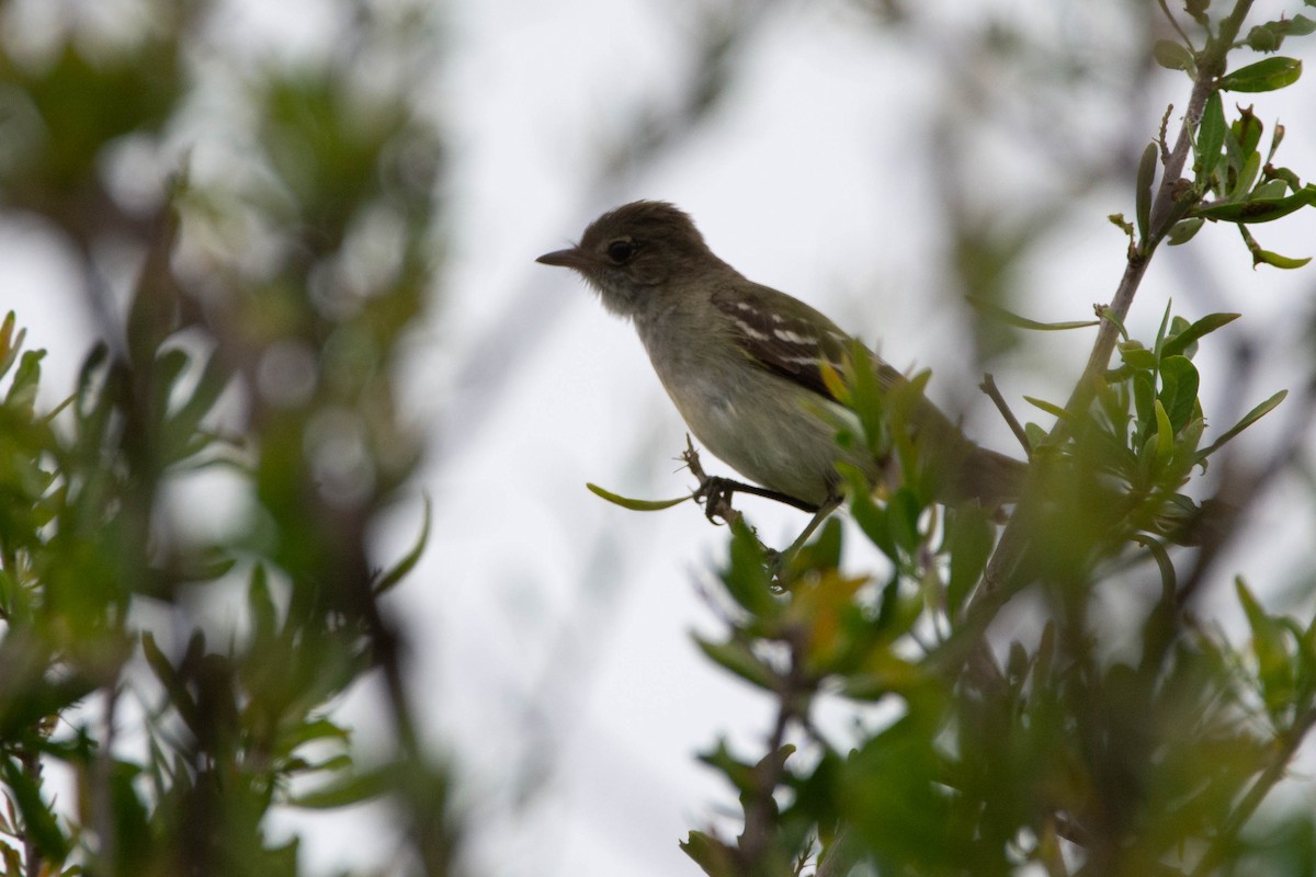 Короткоклювая эления - ML646705474