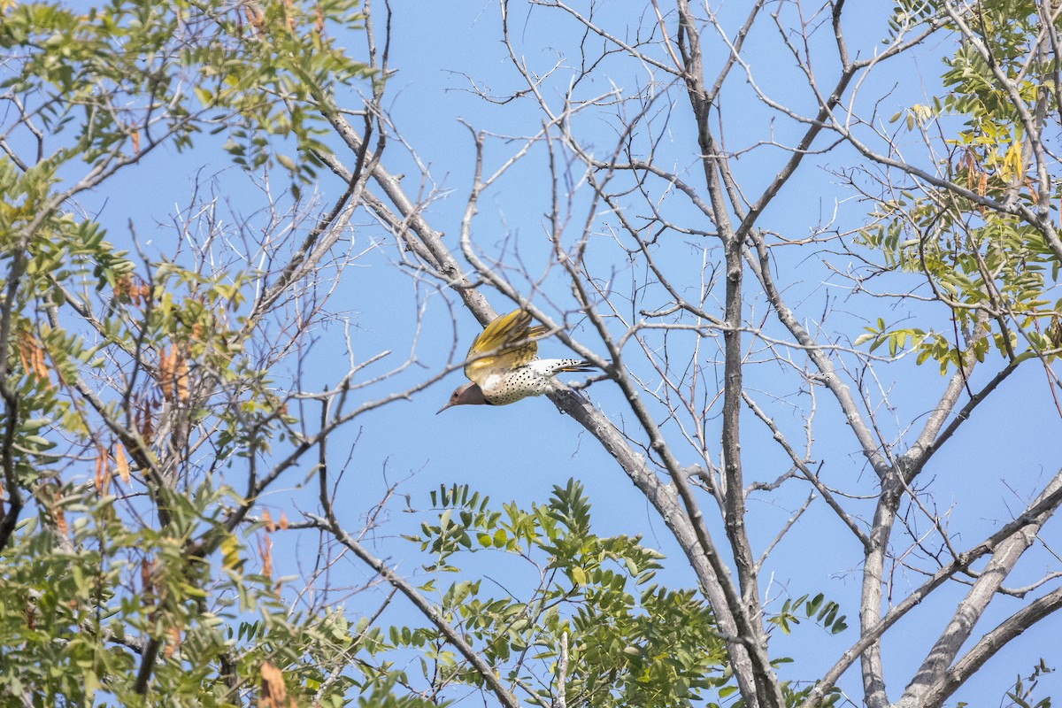 Northern Flicker - ML646705475
