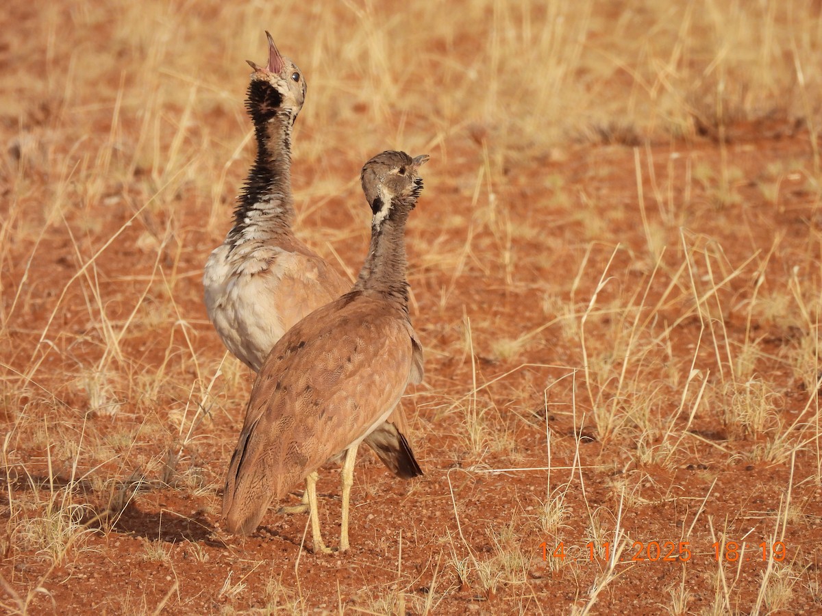 Rüppell's Bustard - ML646705476