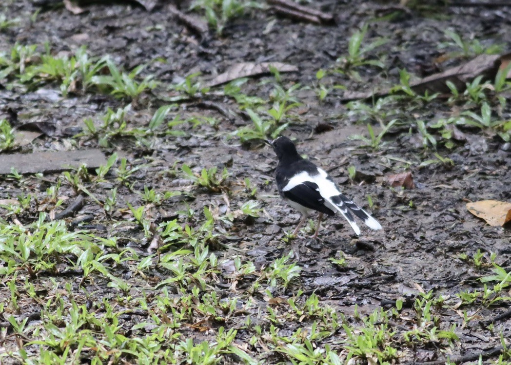 White-crowned Forktail - ML646705477