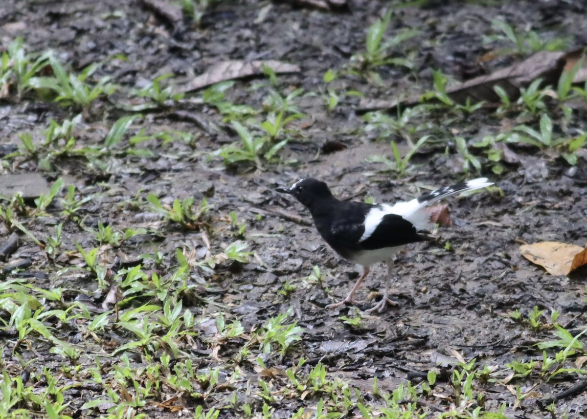 White-crowned Forktail - ML646705478