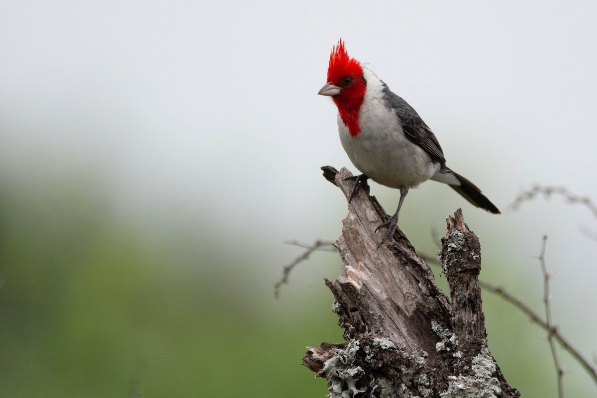 Red-crested Cardinal - ML646705482
