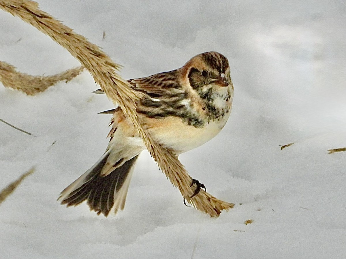 Lapland Longspur - ML646705483
